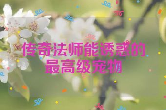 传奇法师能诱惑的最高级宠物