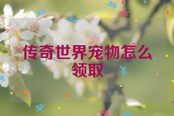 传奇世界宠物怎么领取