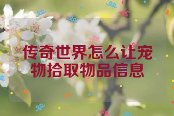 传奇世界怎么让宠物拾取物品信息