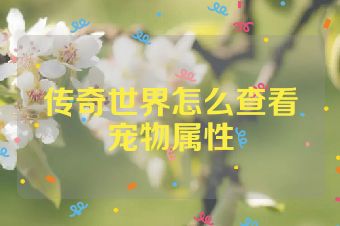 传奇世界怎么查看宠物属性