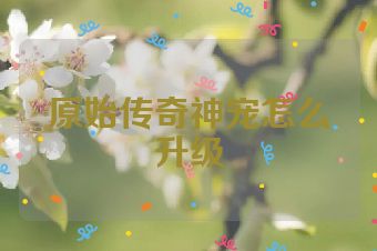 原始传奇神宠怎么升级