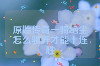 原始传奇一骑绝尘怎么驯养才能十连胜